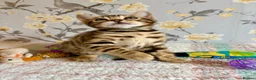 Bengal cats for sale: *READY NOW* Bengal Kittens - Advert 3