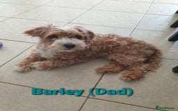 Maltipoo dogs for sale: 6 Pedigree Club registered Maltipoo puppies - Image 24
