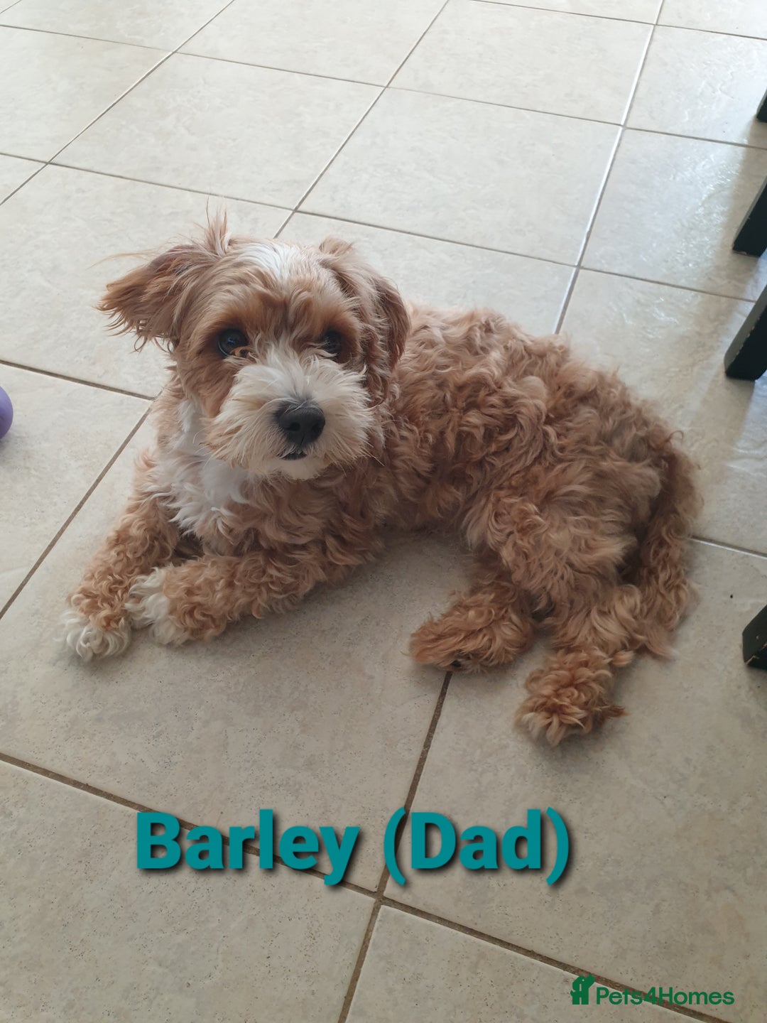 Maltipoo dogs for sale: 6 Pedigree Club registered Maltipoo puppies - Image 24