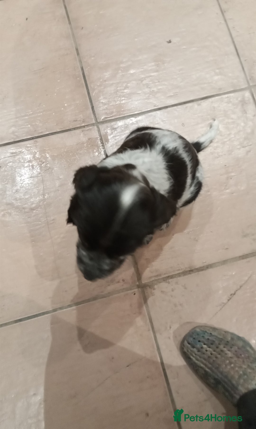 Cocker Spaniel dogs for sale: Cocker spaniel - Image 5