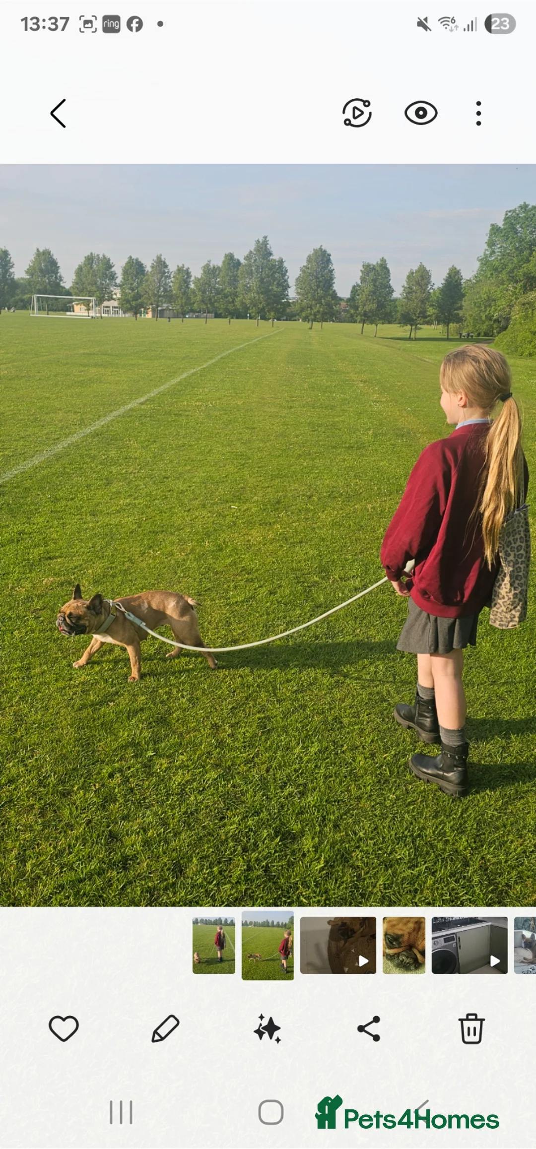 French Bulldog dogs for sale: Meet colin  **  in Milton Keynes - Advert 5