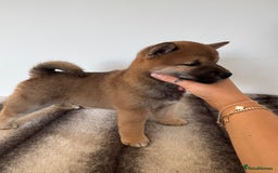 Japanese Shiba Inu dogs for sale: Last KC Reg Shiba Inu Male – Ready Now in Crook - Image 5