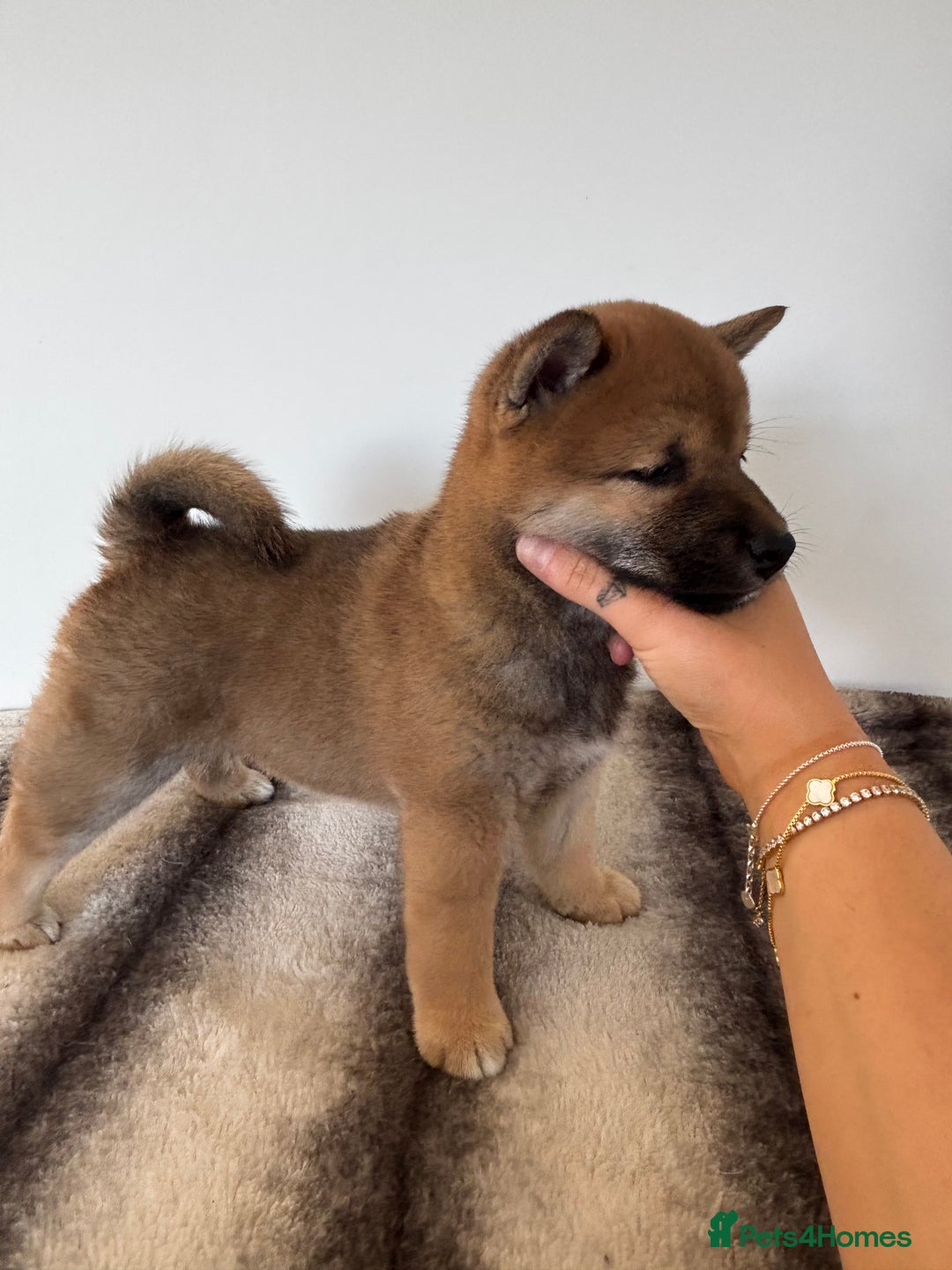Japanese Shiba Inu dogs for sale: Last KC Reg Shiba Inu Male – Ready Now in Crook - Image 5