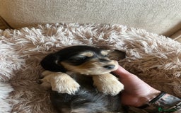 Cocker Spaniel dogs for sale: Beautiful Cocker Spaniels  - Image 8