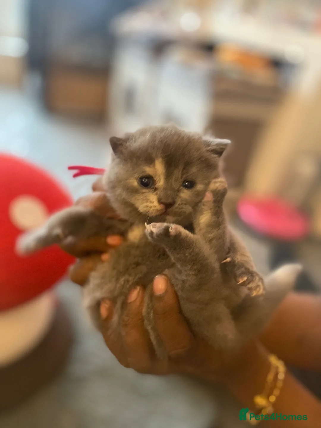 British Shorthair cats for sale: BEAUTIFUL SCOTTISH FOLD × BRITISH SHORTHAIR GIRLS - Advert 12