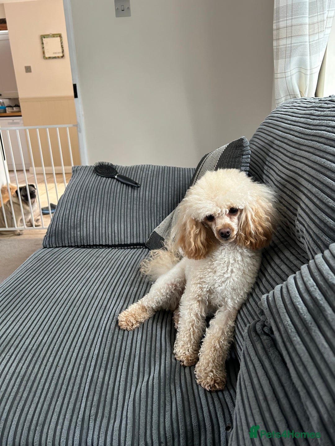 Toy Poodle dogs for sale: kc toy poodles by fully health tested parents - Advert 12