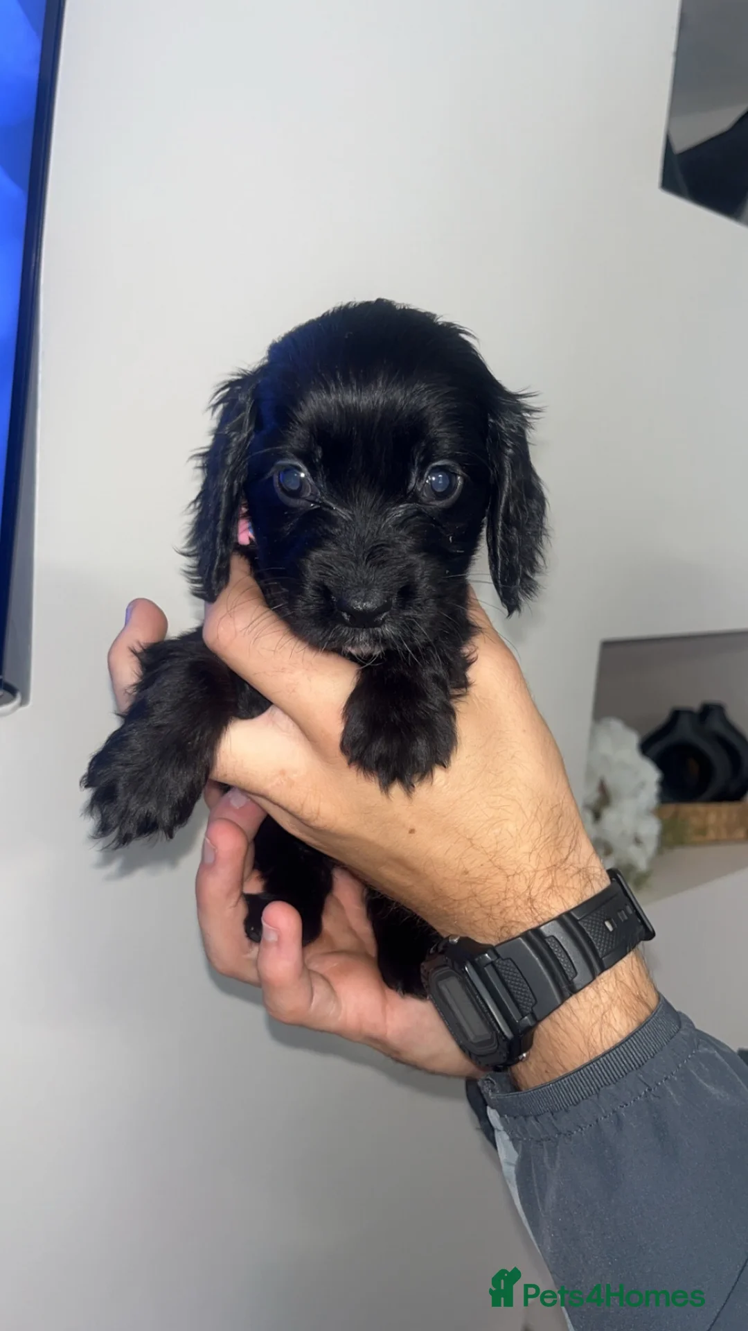 Cocker Spaniel dogs for sale: Cocker spaniel - Advert 6