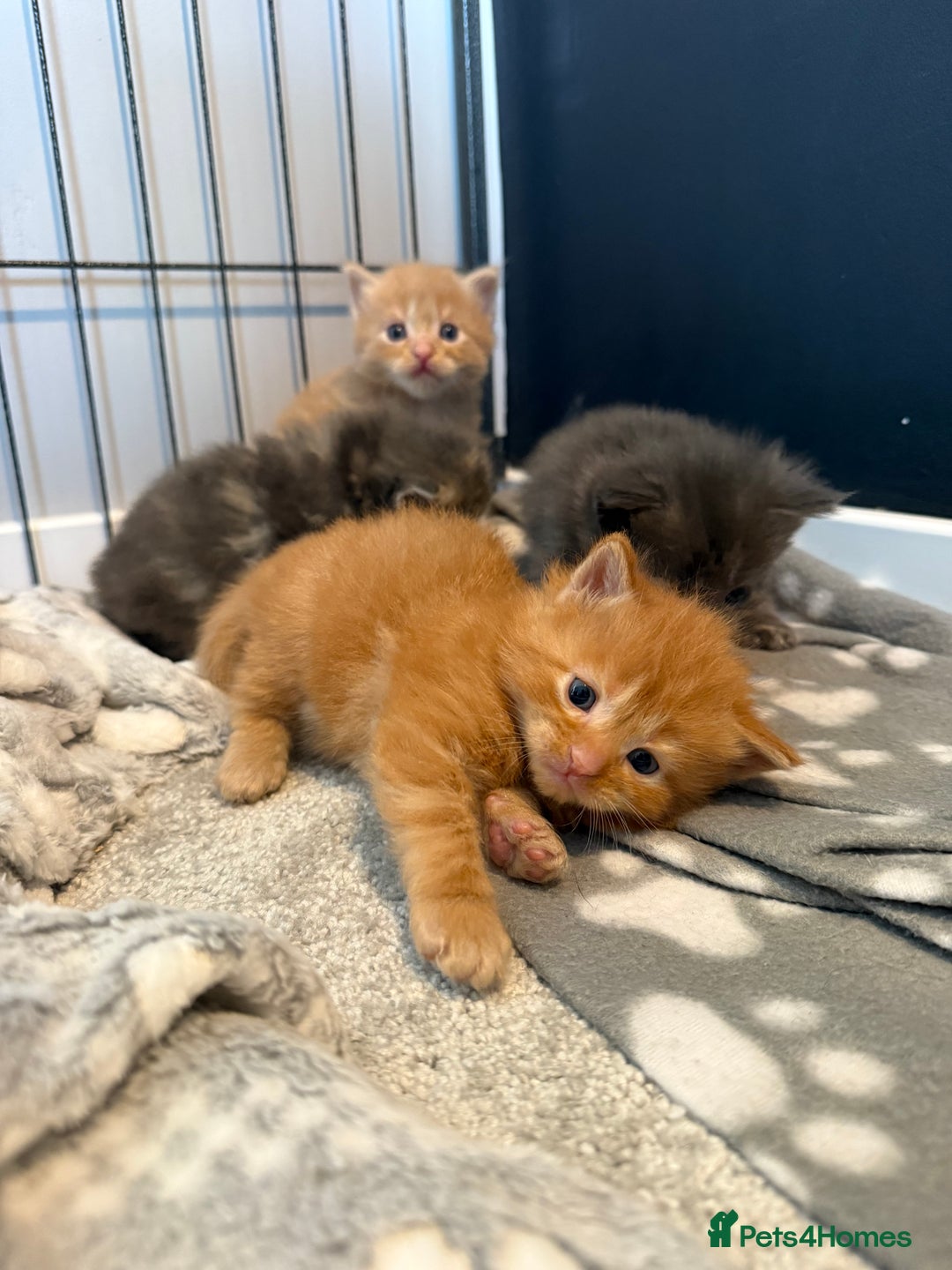 Mixed Breed cats for sale: Mainecoon X kittens - Advert 1