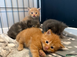 Mixed Breed cats Mainecoon X kittens - Advert 1