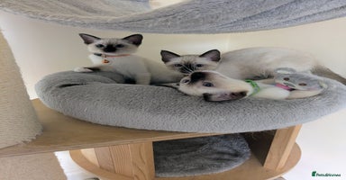 Ragdoll cats - Advert 3