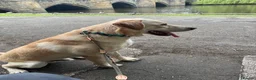 Labrador Retriever dogs for sale: Trained 12 month old male Labrador  - Advert 8