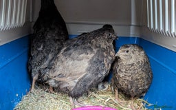 Quail poultry for sale: Japanese coturnix quail looking for a home  - Image 1