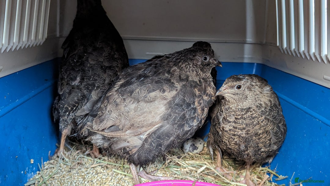 Quail poultry for sale: Japanese coturnix quail looking for a home  - Image 1