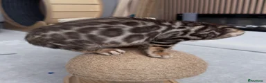 Bengal Kitten 3