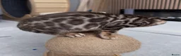 Bengal cats for sale: Bengal kittens - Advert 8