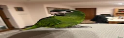 Macaws birds for sale: Hand reared silly tame hahns macaw  - Advert 2