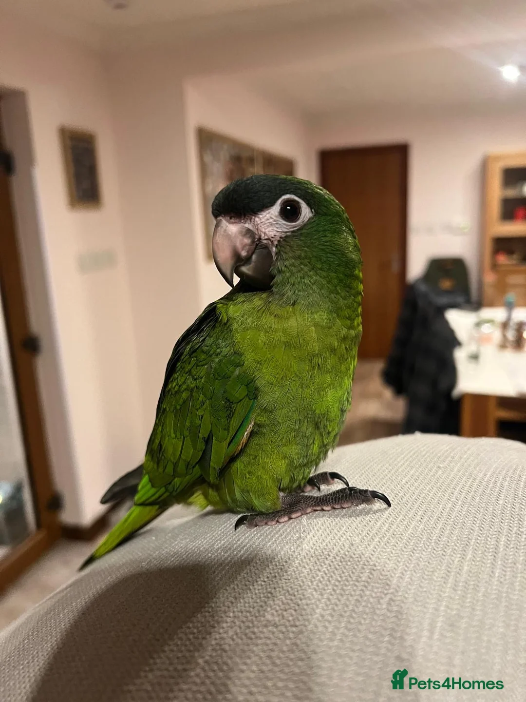 Macaws birds for sale: Hand reared silly tame hahns macaw  - Advert 2