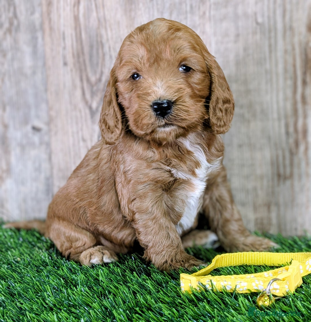 Cockapoo dogs for sale: F1 Cockapoo Puppies: Your Next Furry Friend - Advert 6