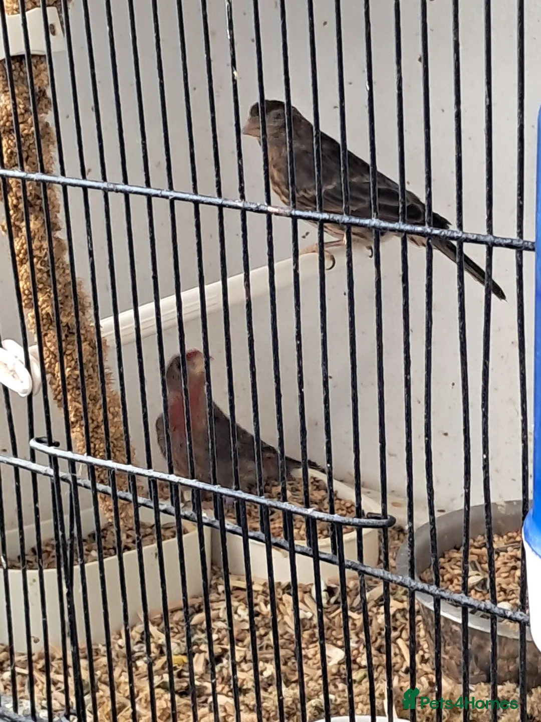 Finches birds for sale: Mexican house finches  - Advert 2