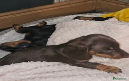 Dachshund dogs for sale: Miniature Dachsunds ready 2/9 - Image 34