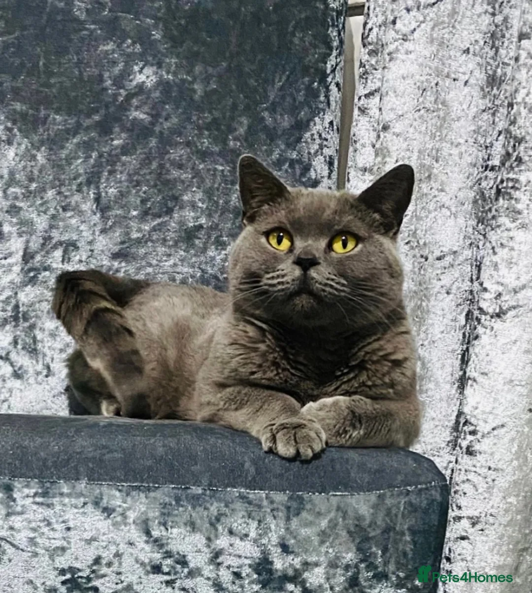 British Shorthair cats for sale: 4 docile girls  - Advert 2