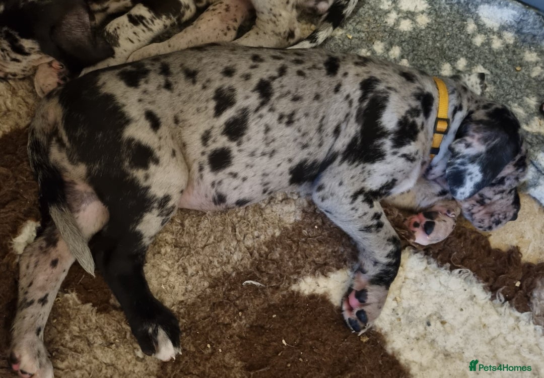 Great Dane dogs for sale: Exceptional pups, viewings welcome - Advert 4
