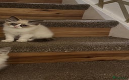 Ragdoll cats for sale: GCCF ragdoll kittens  - Image 20