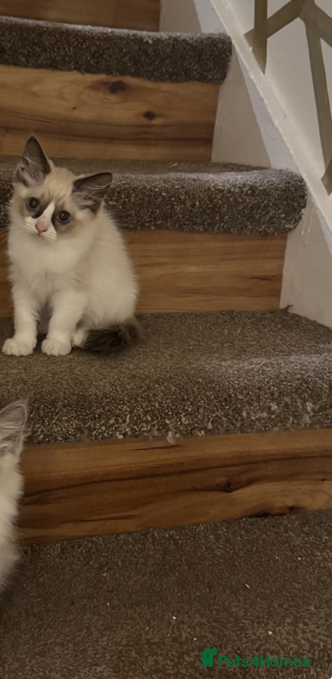 Ragdoll cats for sale: GCCF ragdoll kittens  - Image 20