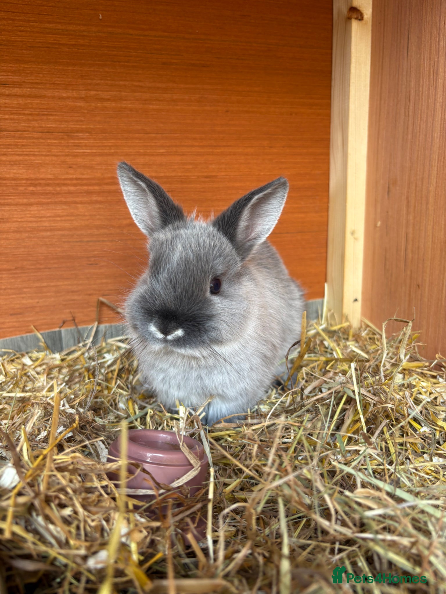 Netherland Dwarf rabbits Girl Netherland Dwarf - Advert 1