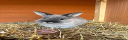 Netherland Dwarf rabbits for sale: Girl Netherland Dwarf - Advert 1