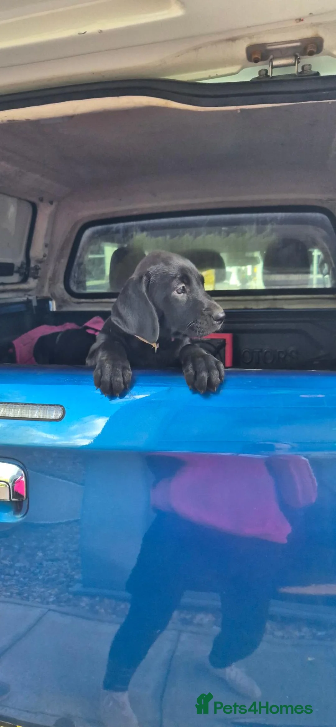 Labrador Retriever dogs for sale: Labrador puppies 🐶  - Advert 15