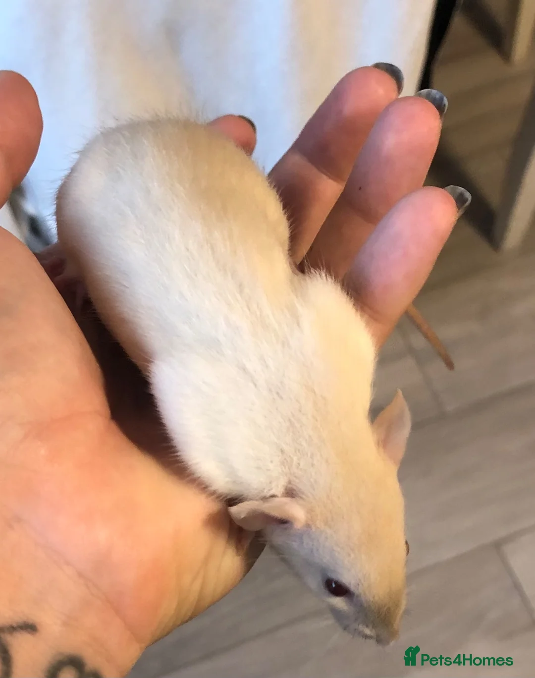 Rat rodents for sale: Baby dumbo rats - Advert 2
