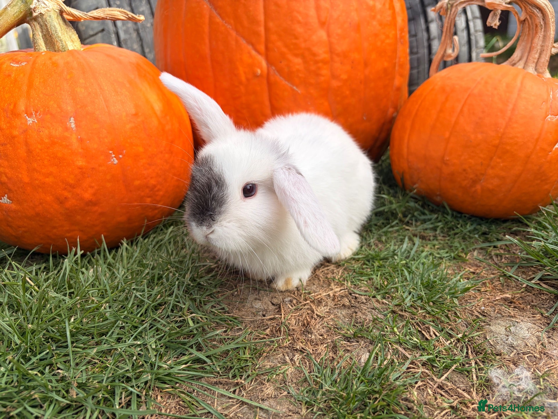 Mini Lop rabbits Mixed litter of adorable mini lops - Advert 2