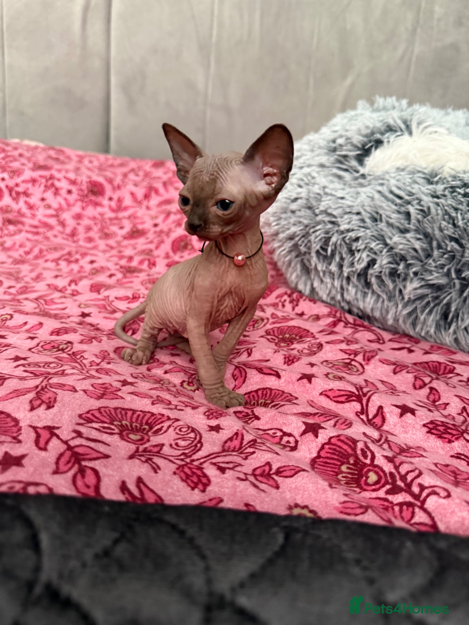 Sphynx cats Amazing babies for reservation!🌺🫶 - Advert 6