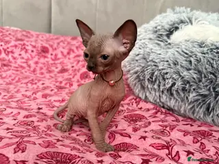 Sphynx cats Amazing babies for reservation!🌺🫶 - Advert 6