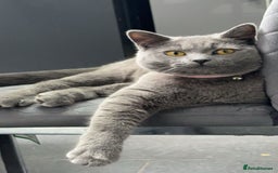 British Shorthair cats for sale: Bella The British Shorthair - Image 6