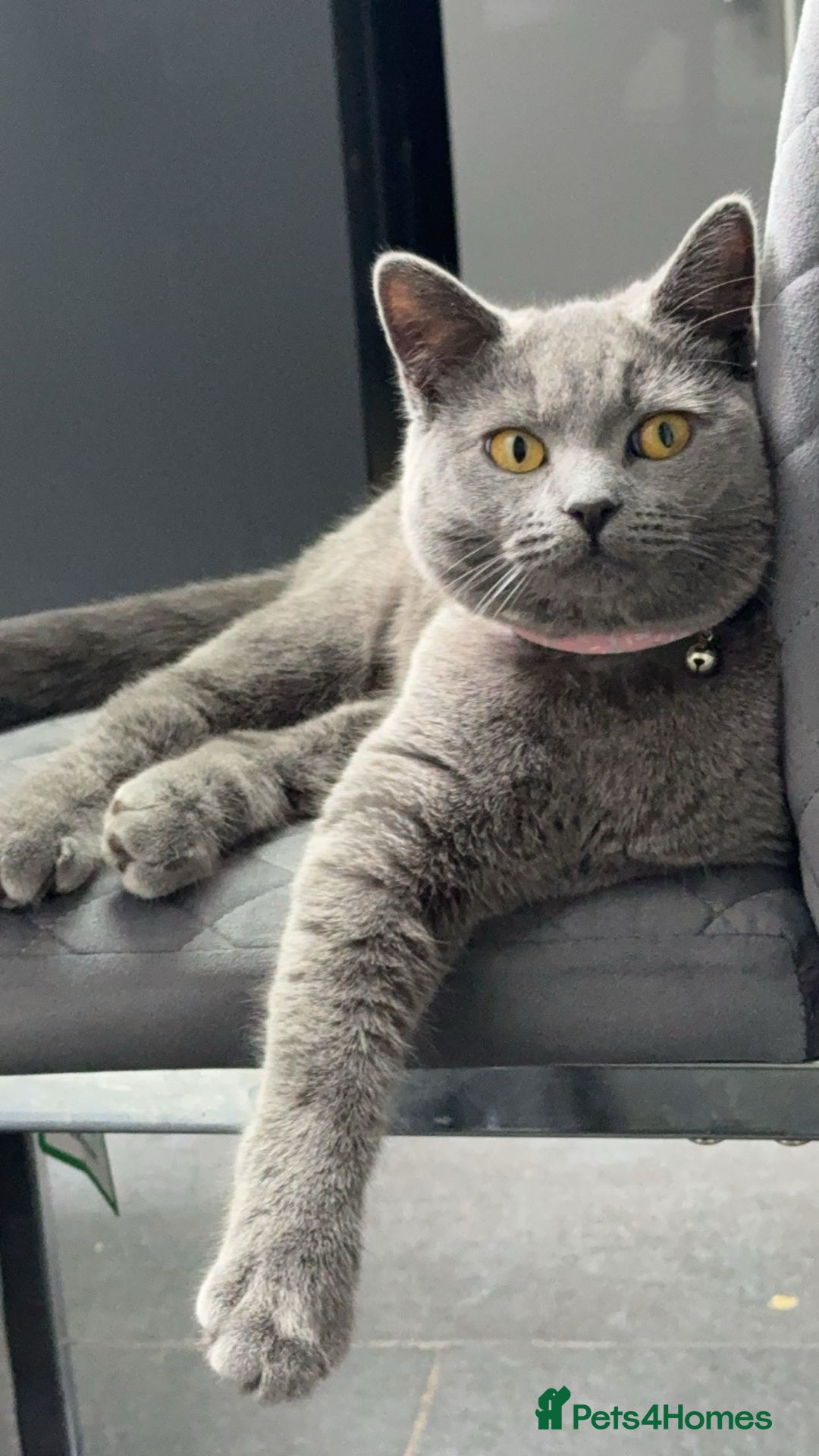 British Shorthair cats for sale: Bella The British Shorthair - Image 6