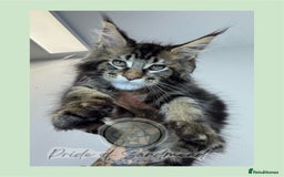 Maine Coon cats for sale: Russian Import Maine Coon Kittens  - Image 1