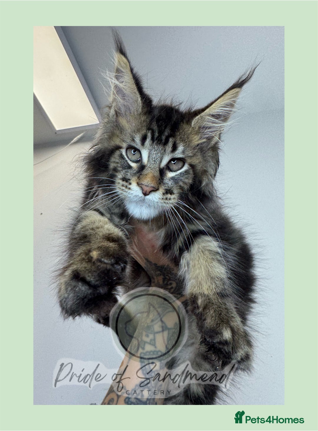 Maine Coon cats for sale: Russian Import Maine Coon Kittens  - Image 1