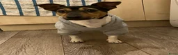 Jack Russell dogs for stud: Traditional smooth coated Tri colour jack Russell  - Advert 8