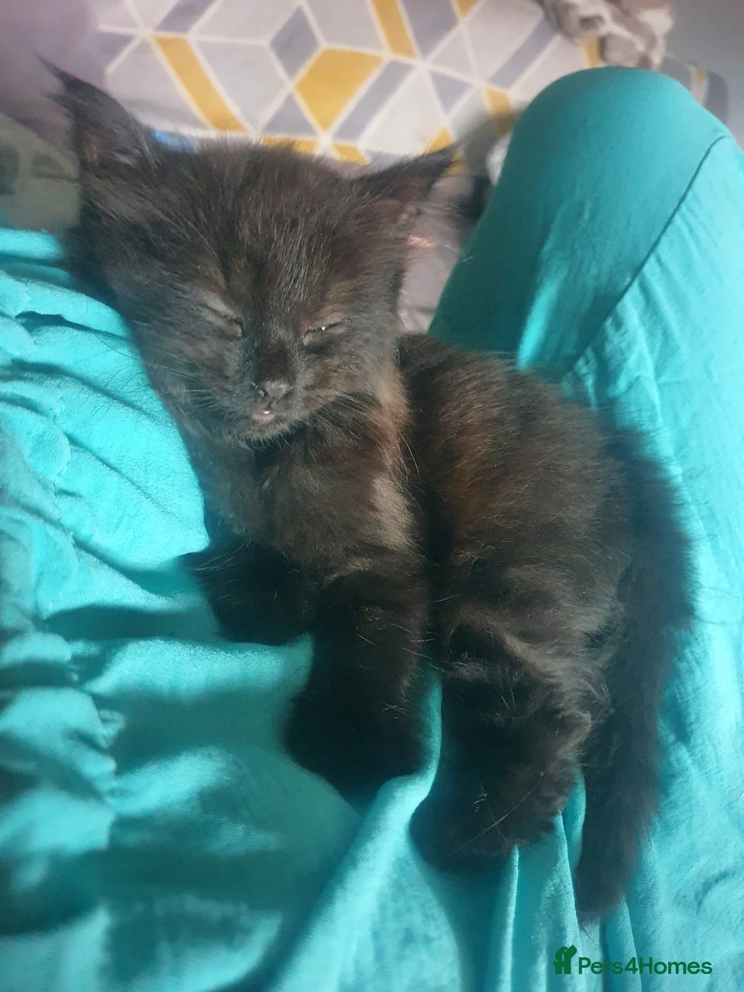 Mixed Breed cats for sale: 2 female kittens - Advert 1