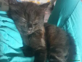 Mixed Breed cats 2 female kittens - Advert 1