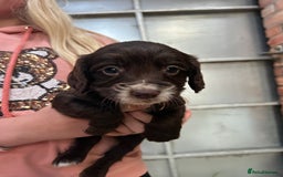 Sprocker dogs for sale: Beautiful F1 Sprockers - Image 3