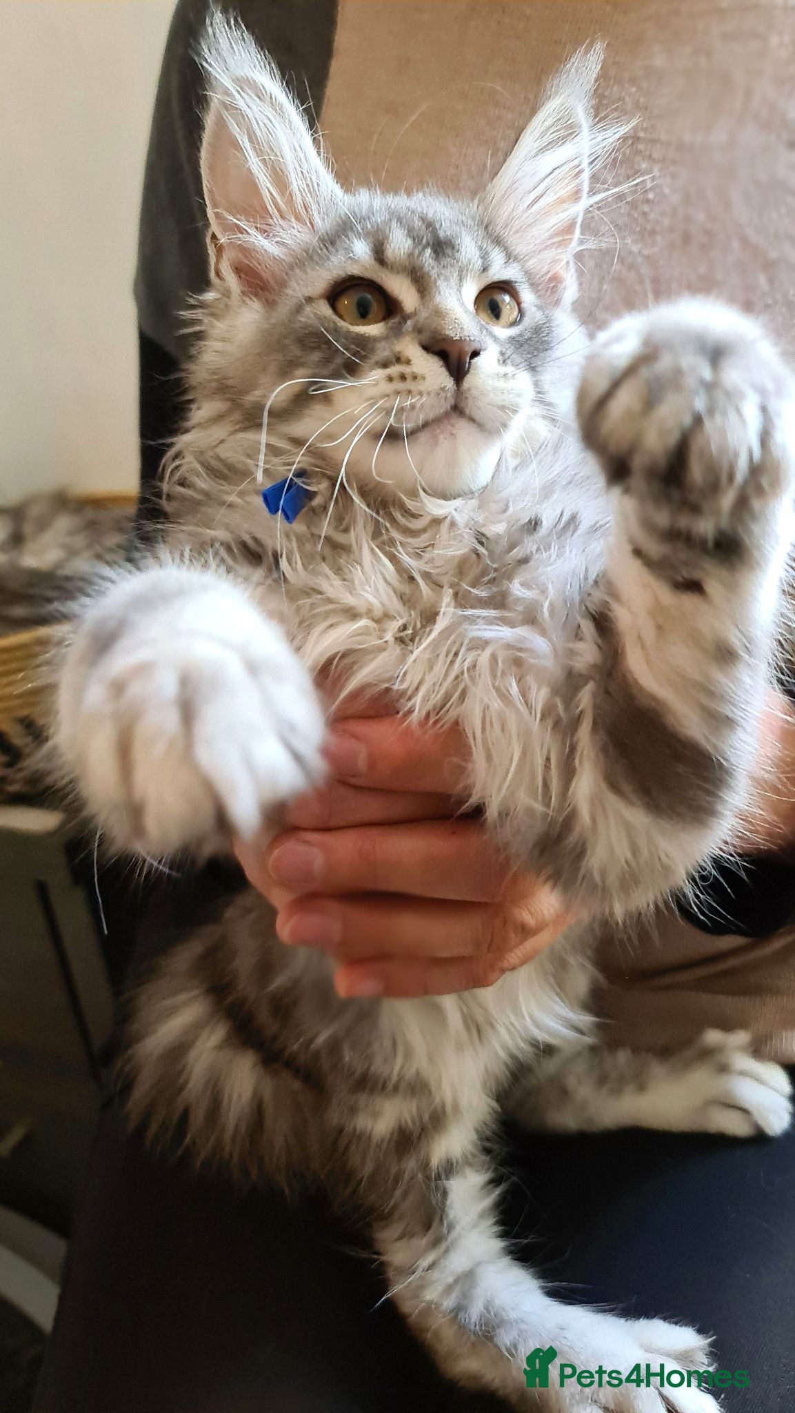 Maine Coon cats Stunning Maine Coon Kittens Ready - Advert 2