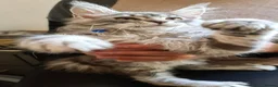 Maine Coon cats for sale: Stunning Maine Coon Kittens Ready - Advert 19