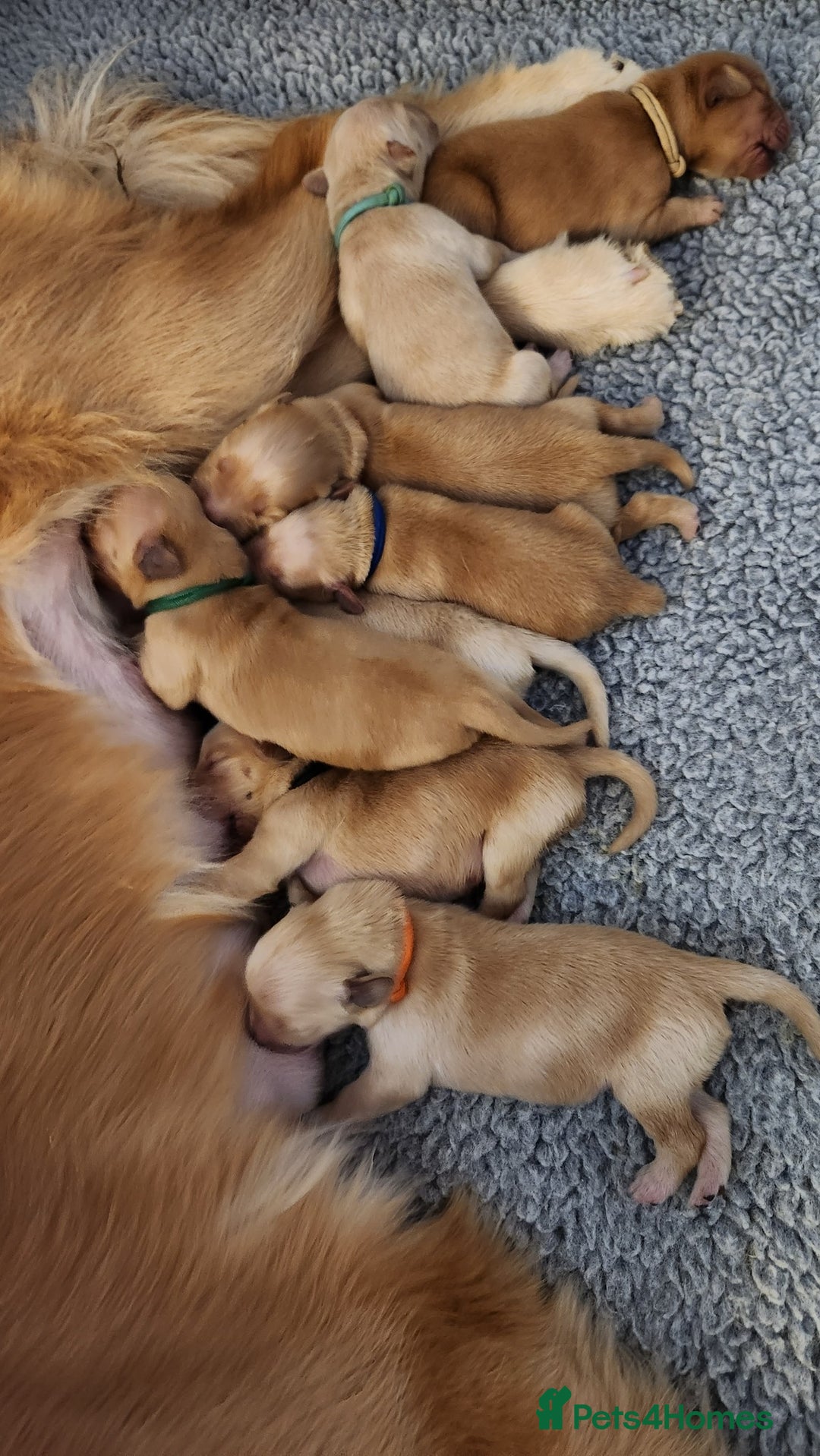 Golden Retriever dogs for sale: Golden Retriever Pups for Sale will be Ready Soon - Image 6