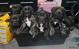 Cane Corso dogs for sale: Cane corsos puppies ready to leave now - Image 3