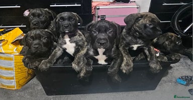 Cane Corso dogs - Advert 7