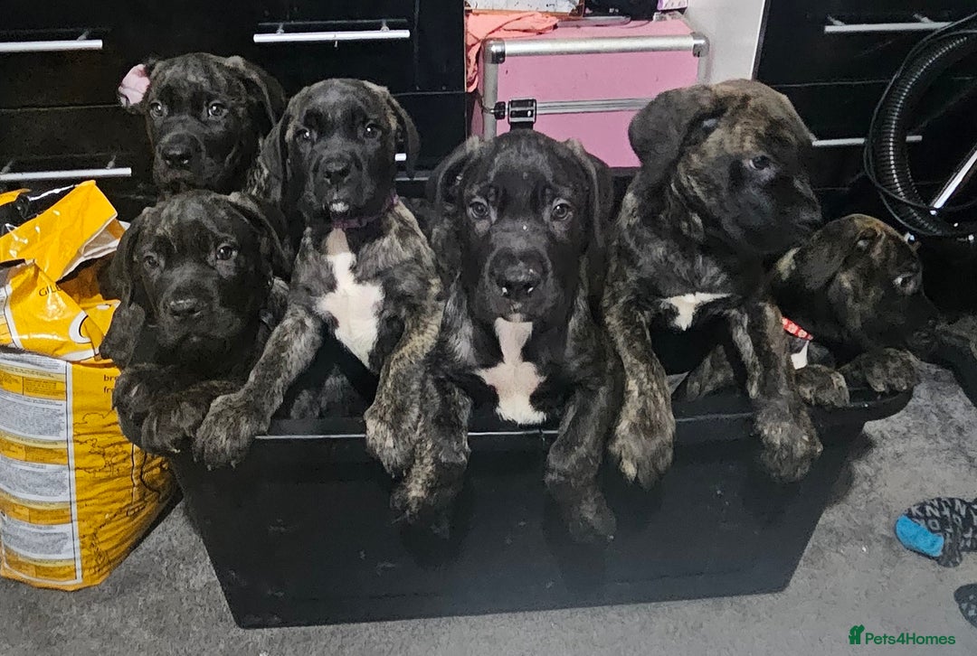Cane Corso dogs for sale: Cane corsos puppies ready to leave now - Image 3