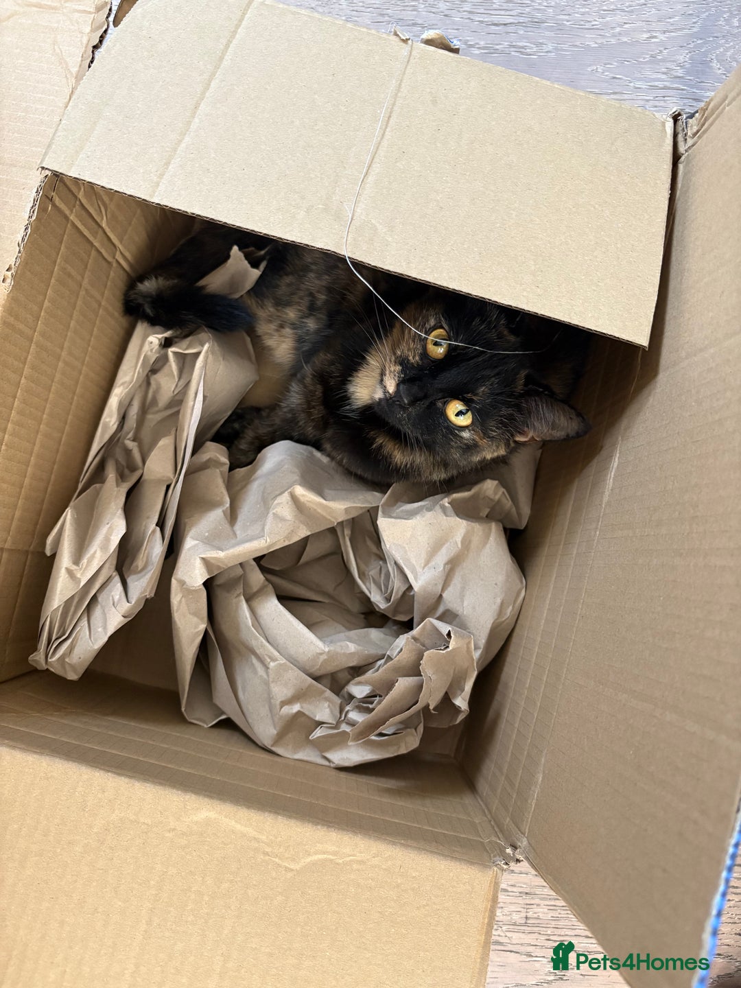 Mixed Breed cats for sale: Cuddly 4 year old female for sale - Advert 3